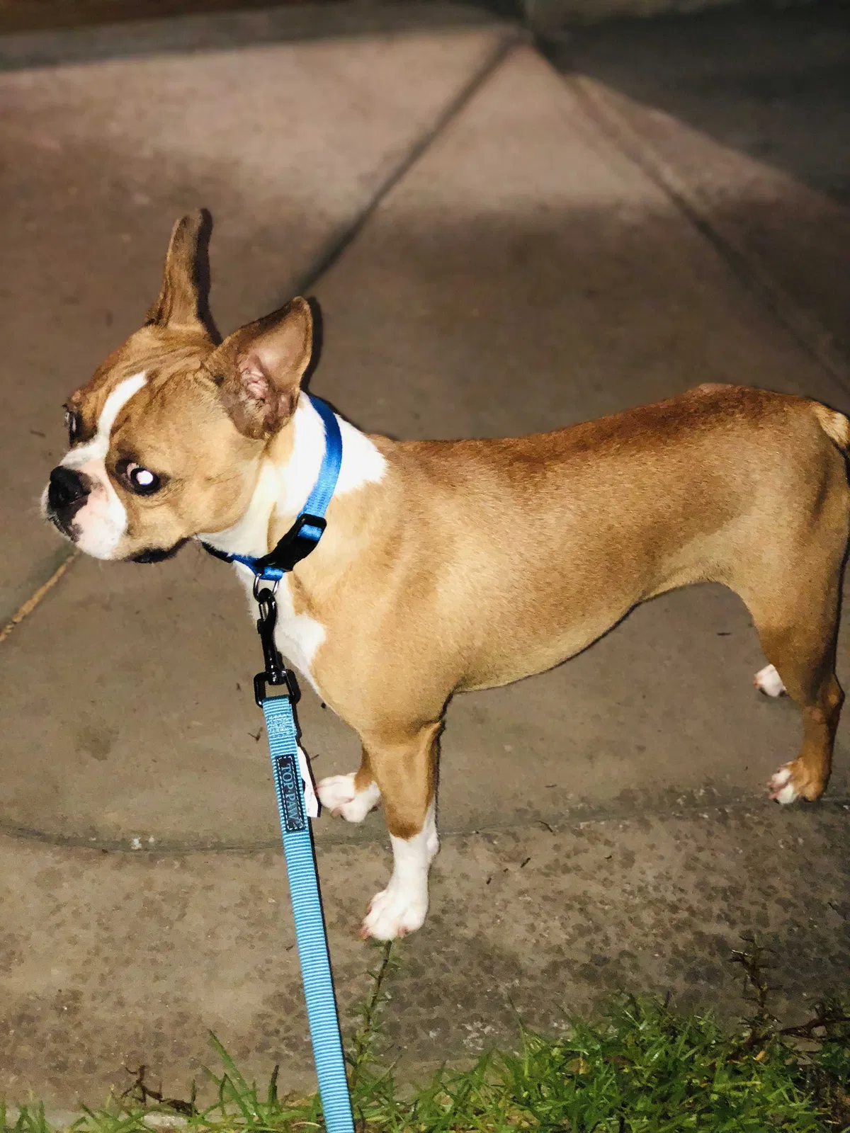 Lost dog in Fayetteville, NC, 28311