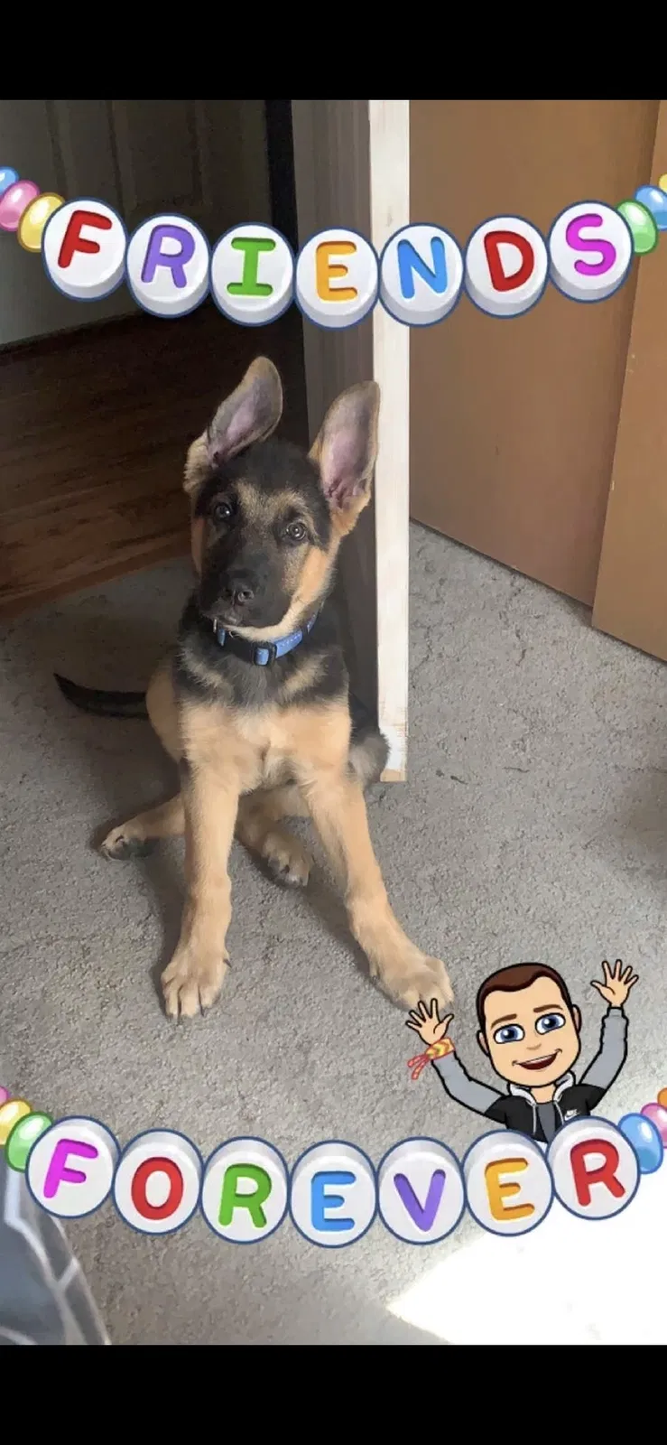 Lost dog in Tacoma, WA, 98424