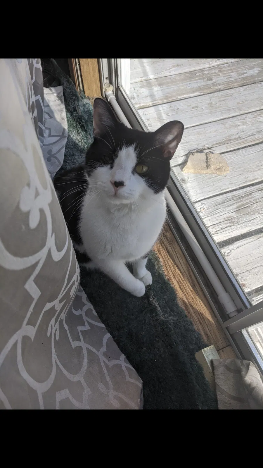Lost cat in New Castle, PA, 16101