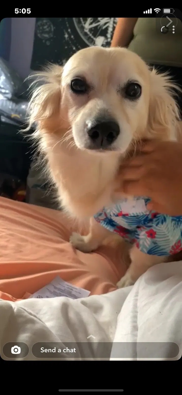 Lost dog in Saint Albans, NY, 11412