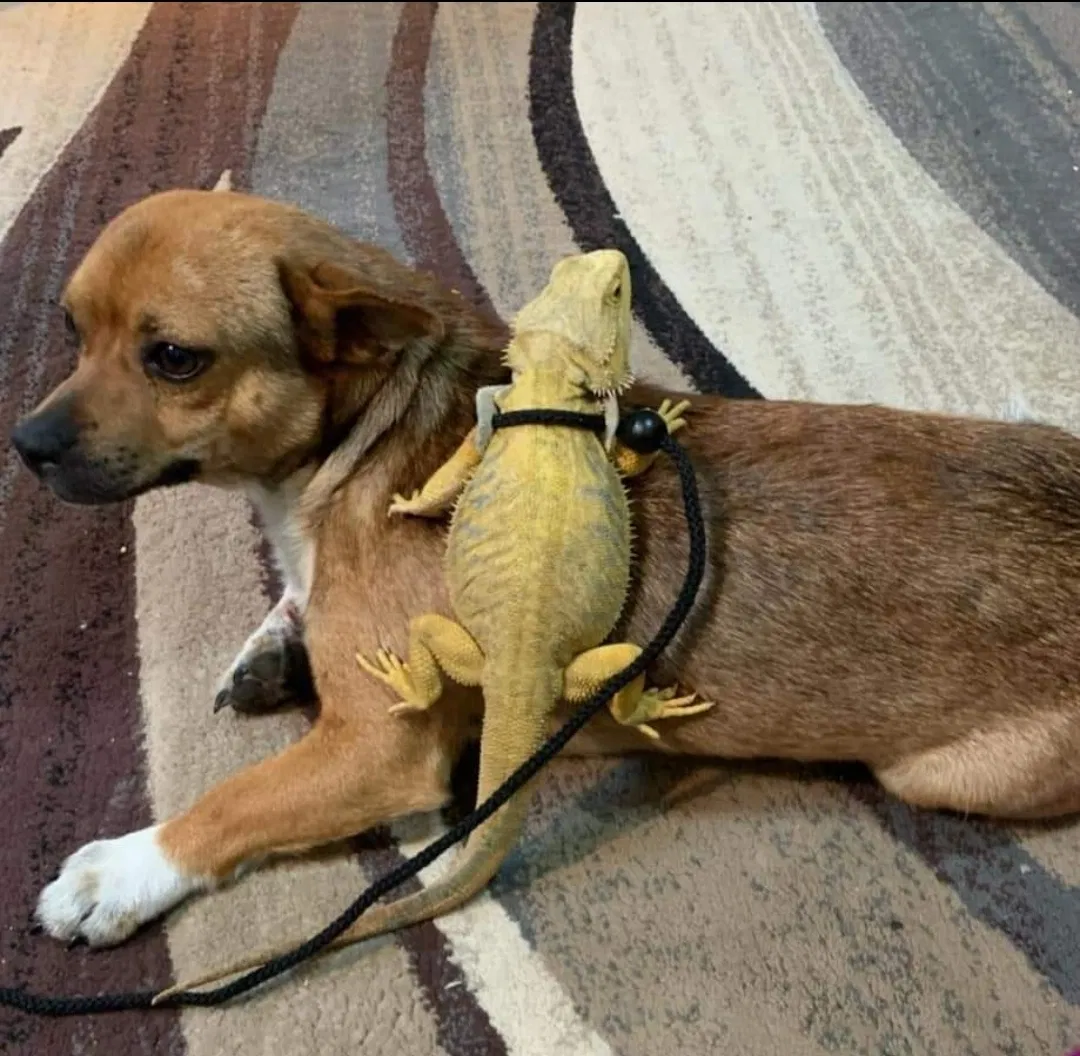 Lost dog in Taylorsville, MS, 39168