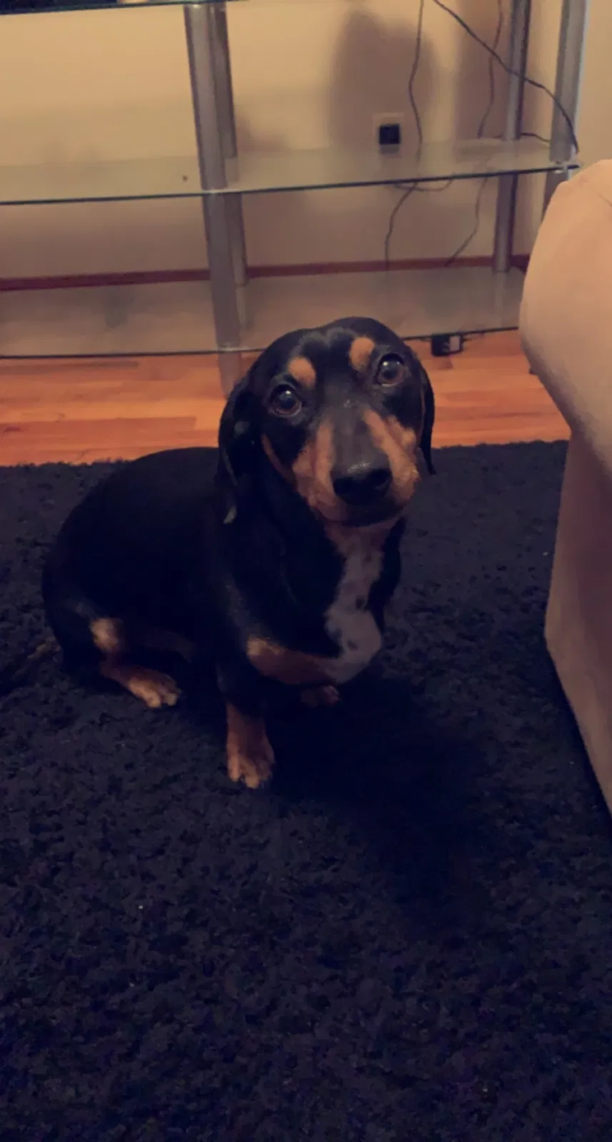 Lost dog in Wichita, KS, 67203