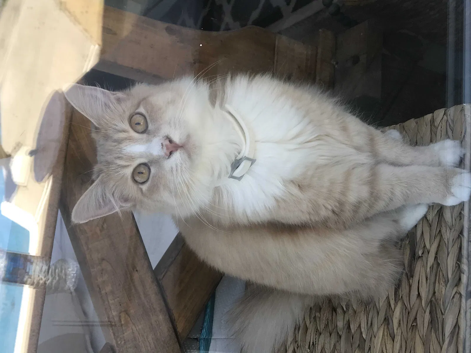Lost cat in Rome, GA, 30161