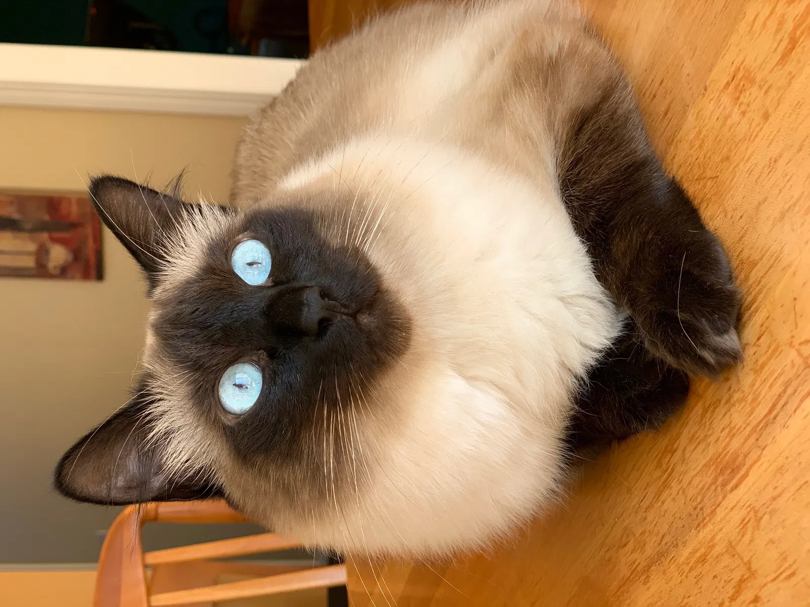 Lost cat in Naples, FL, 34110