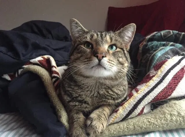 Lost cat in Portland, OR, 97217