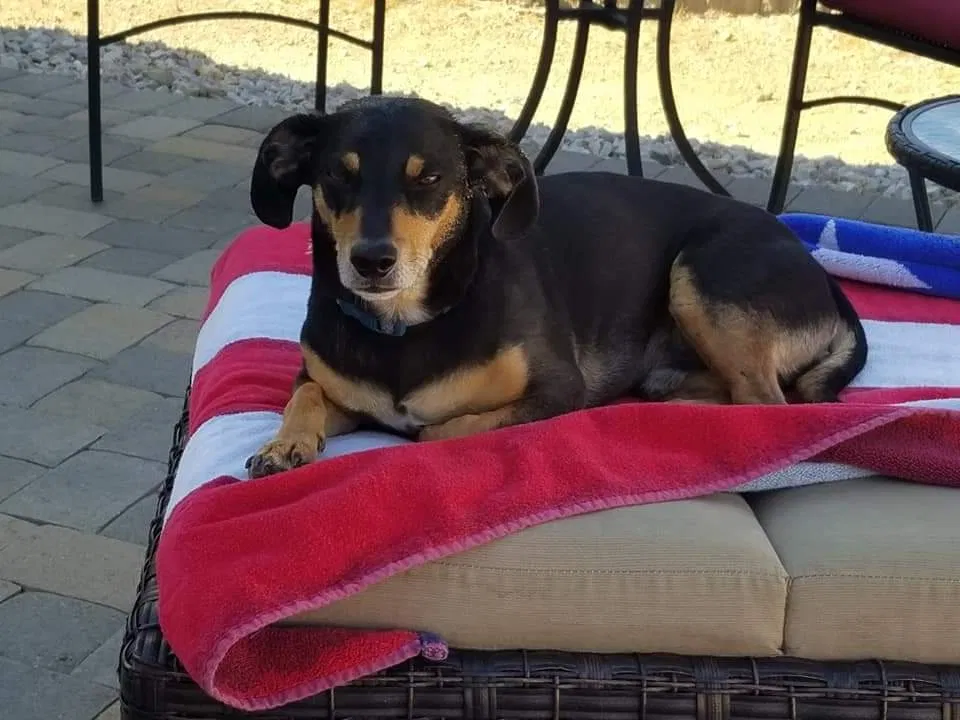 Lost dog in Reno, NV, 89506