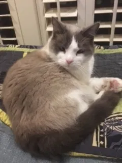 Lost cat in Portland, OR, 97291