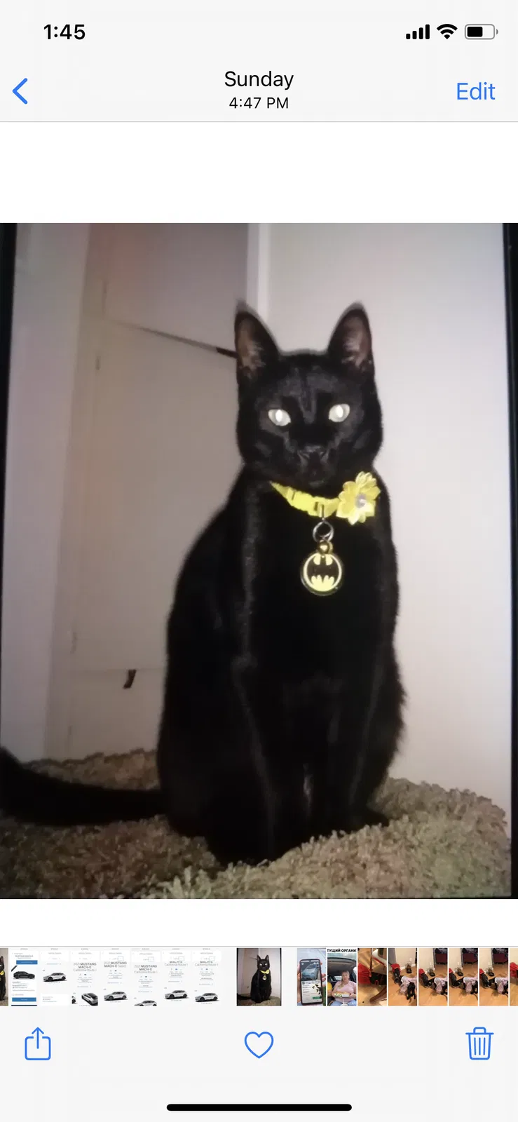 Lost cat in Van Nuys, CA, 91401