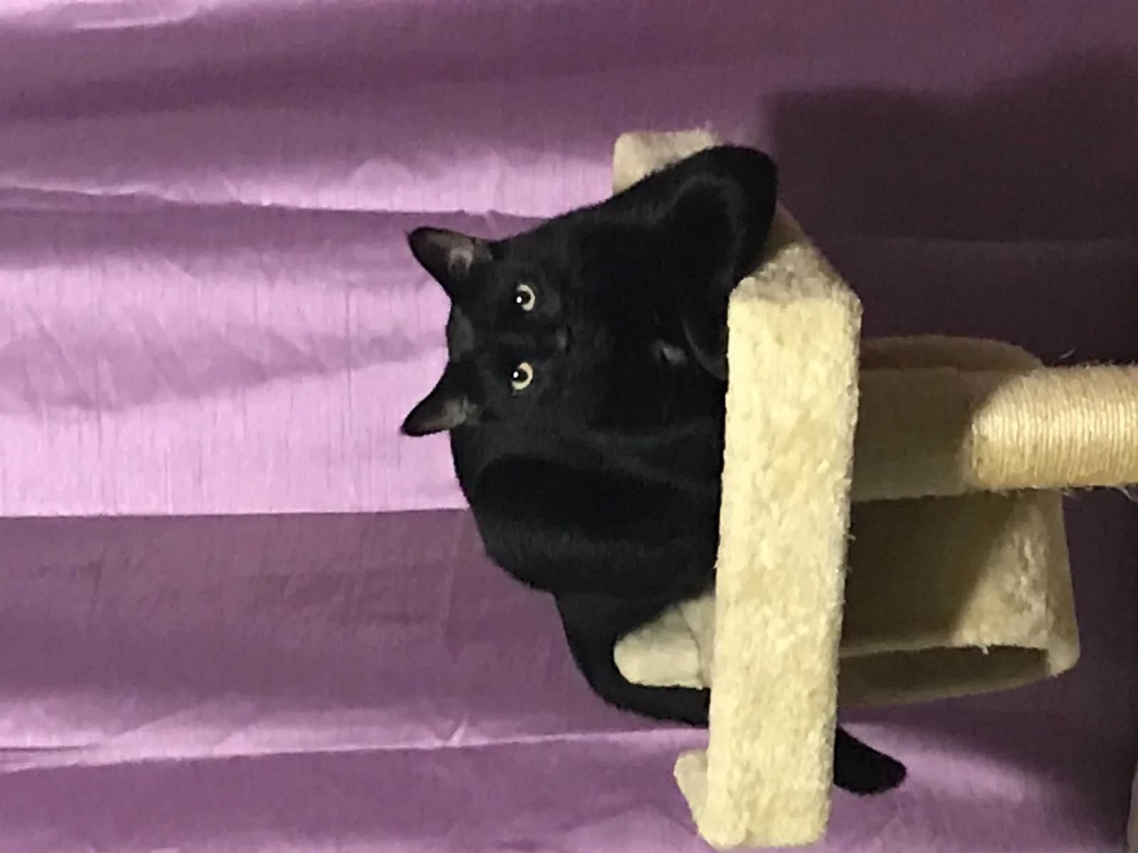Lost cat in Indianapolis, IN, 46203