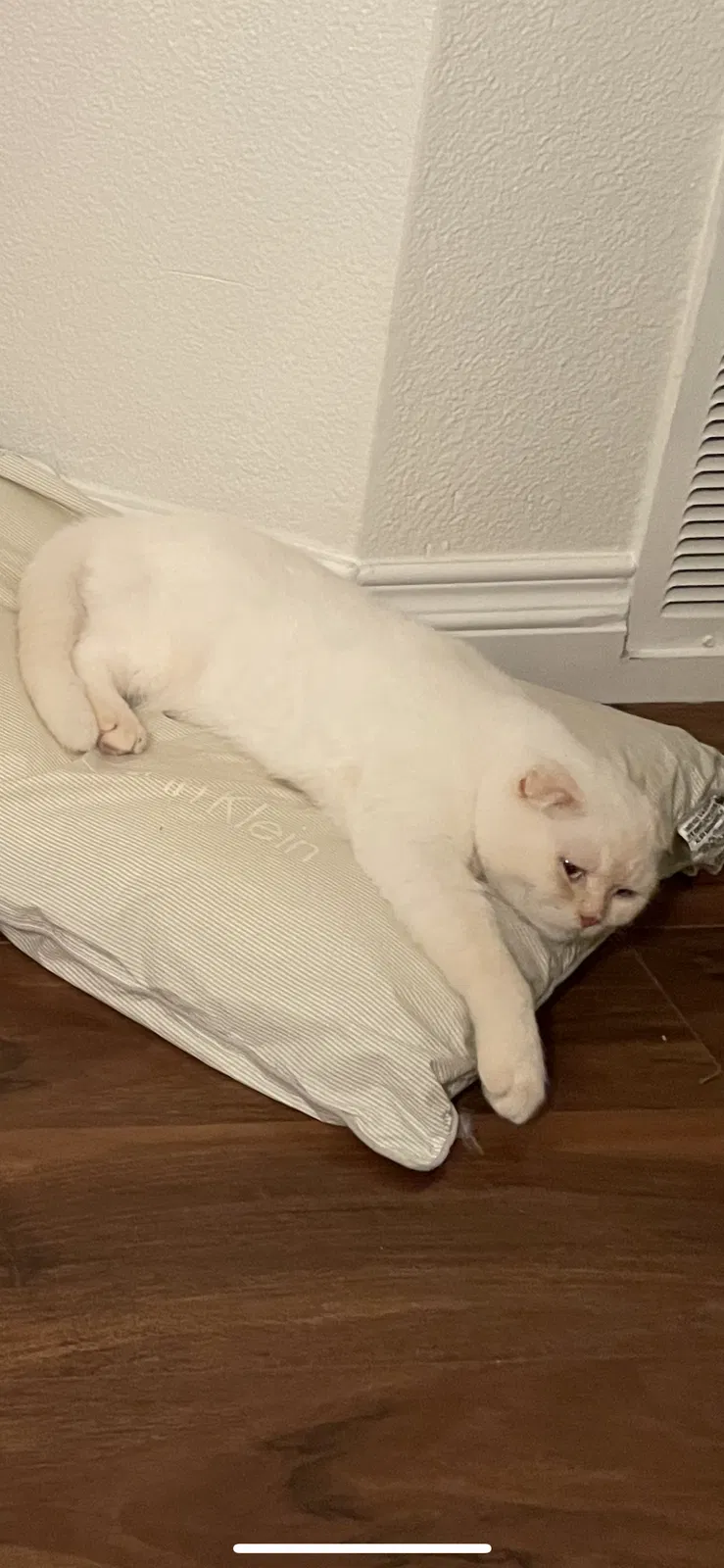 Lost cat in Diamond Bar, CA, 91765