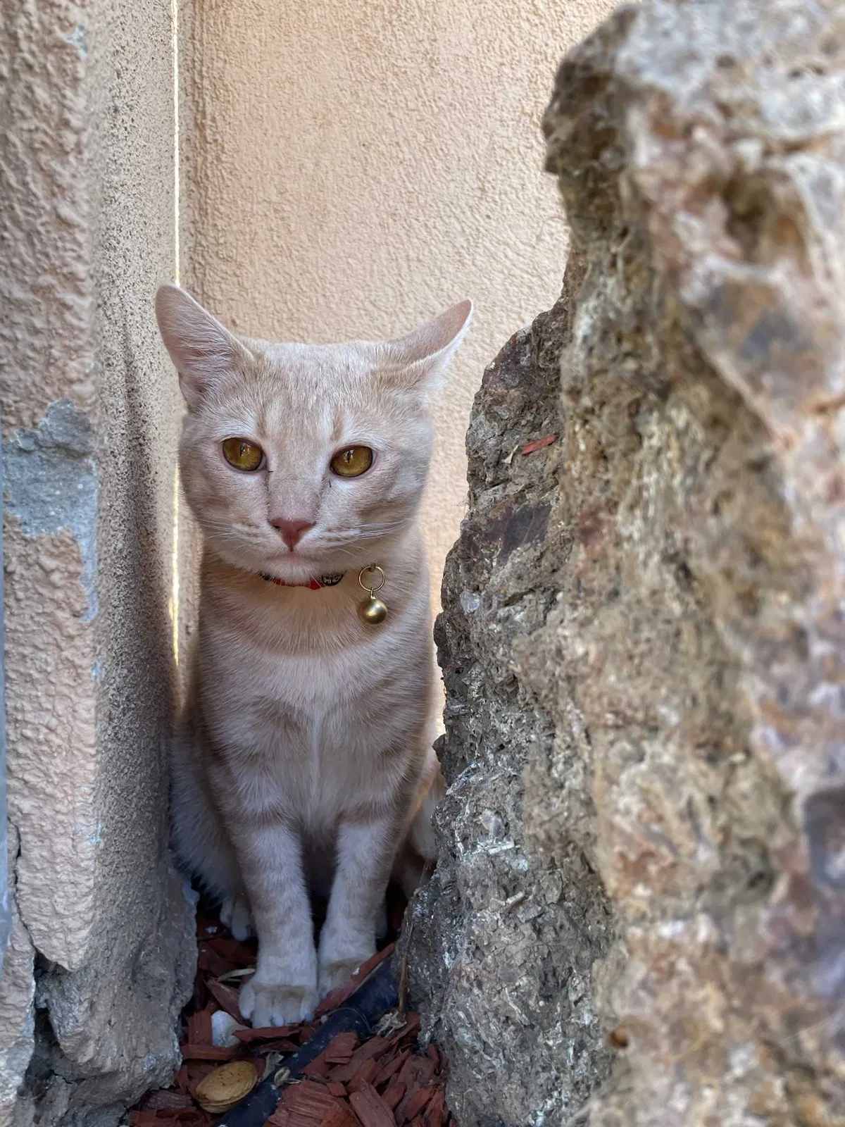 Lost cat in San Juan Bautista, CA, 95045