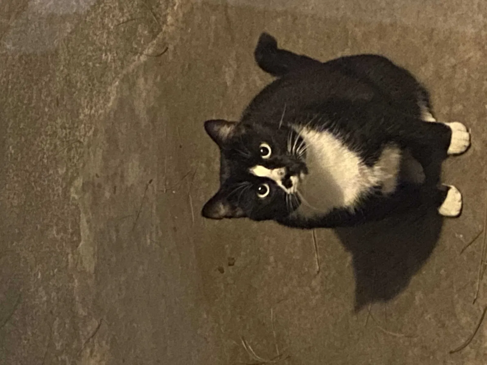 Lost cat in Spring, TX, 77379