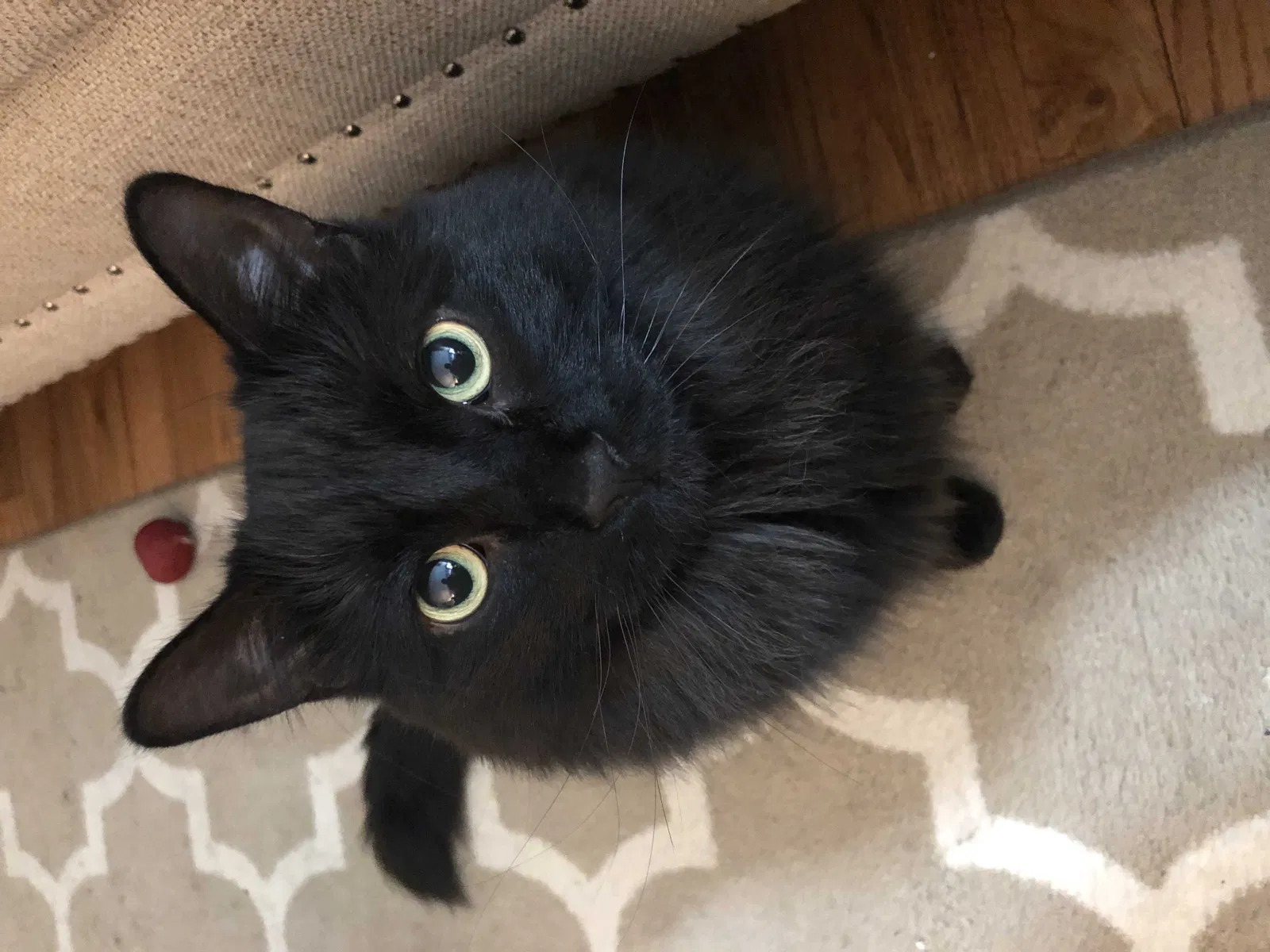 Lost cat in Allen Park, MI, 48101