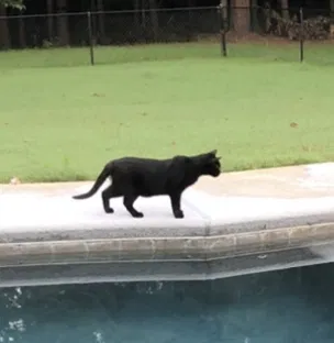 Lost cat in Midland, GA, 31820