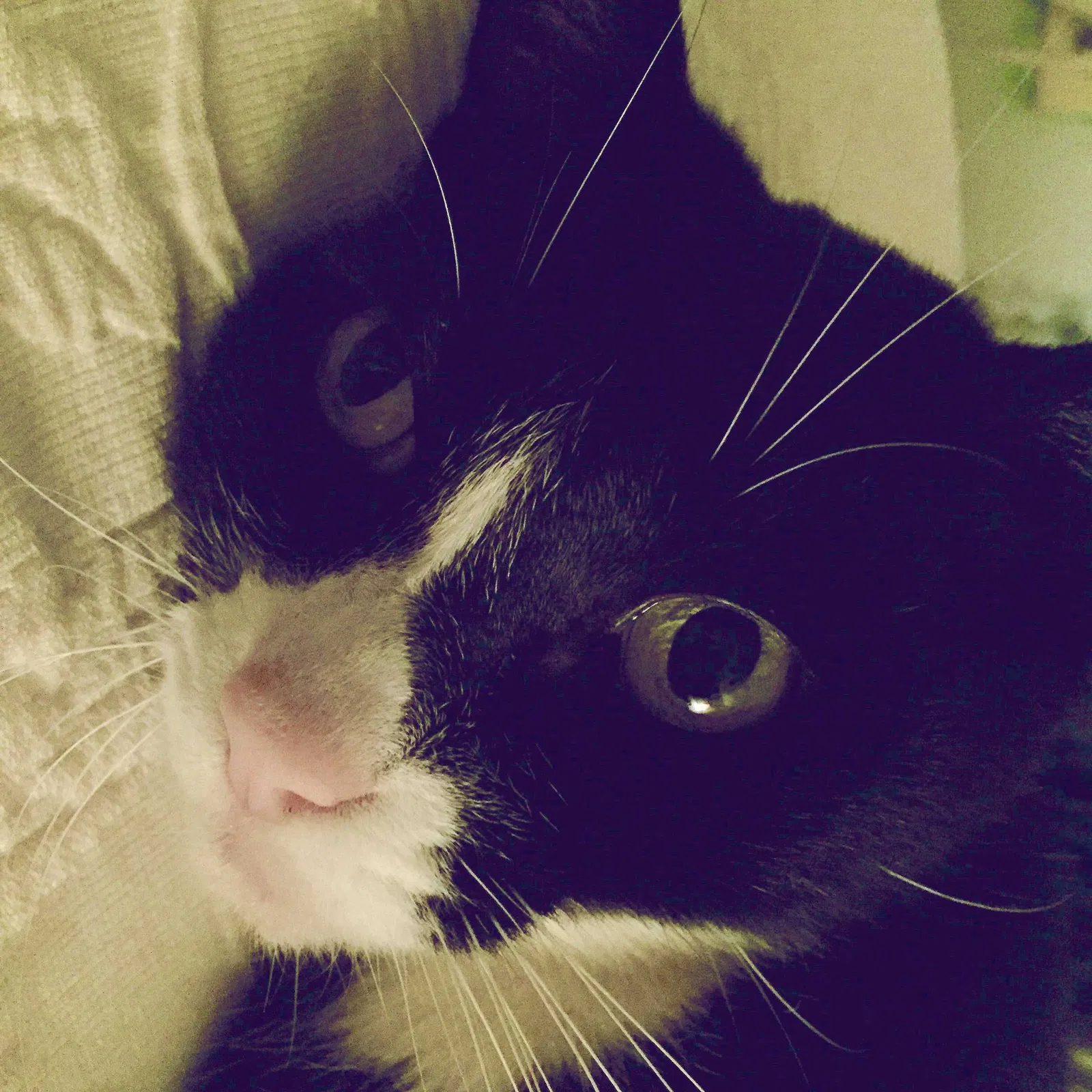 Lost cat in Austin, TX, 78704