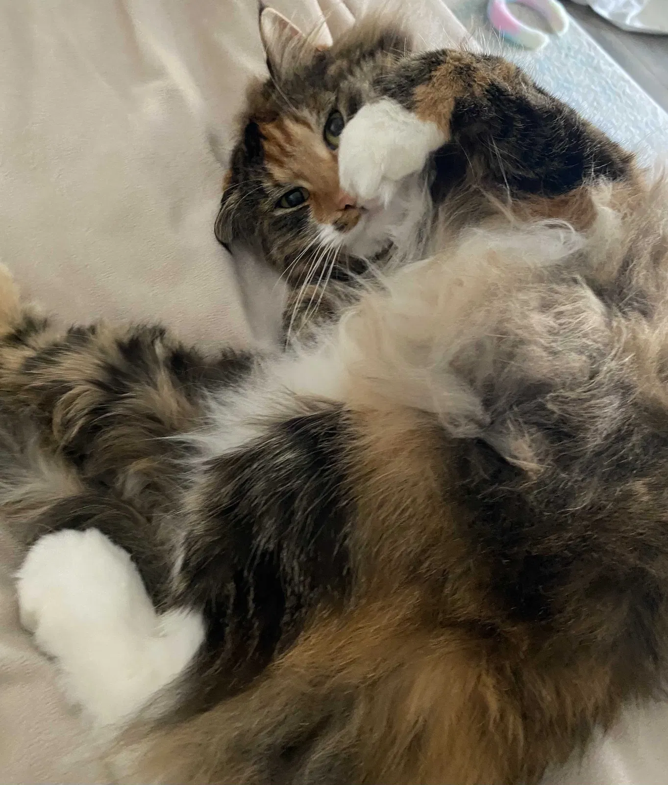 Lost cat in Tarzana, CA, 91356