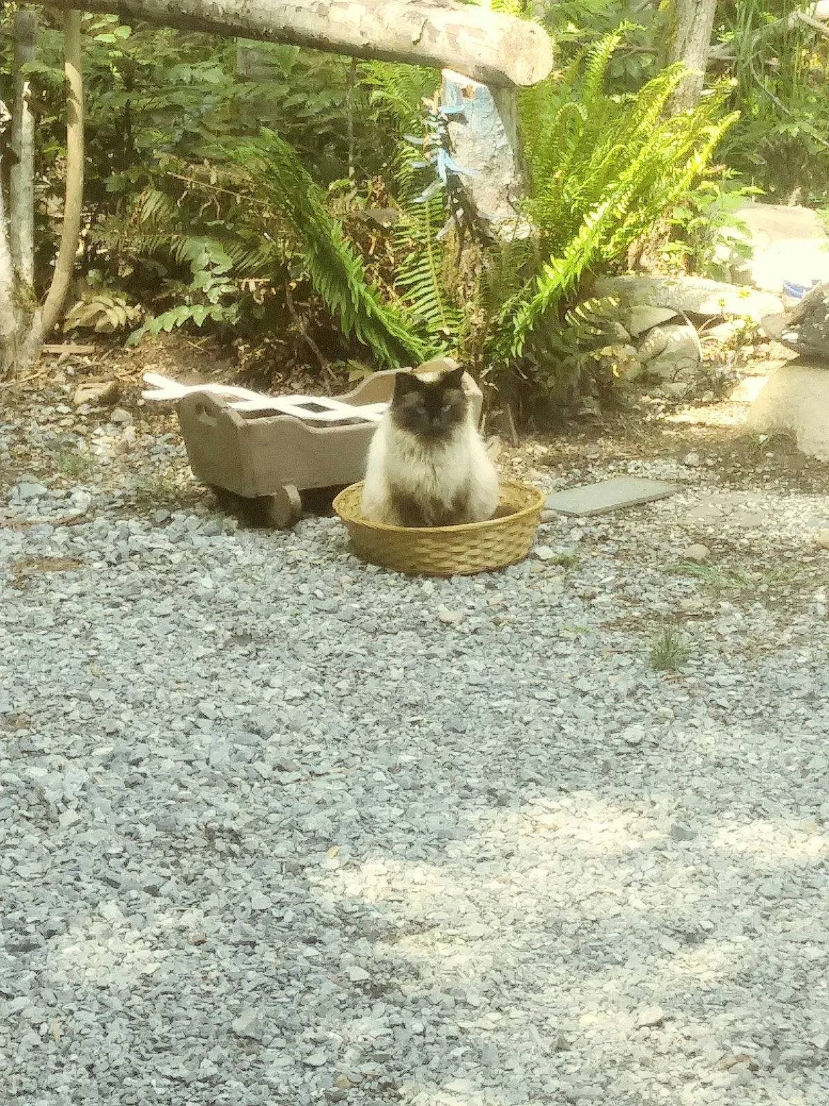 Lost cat in Orting, WA, 98360