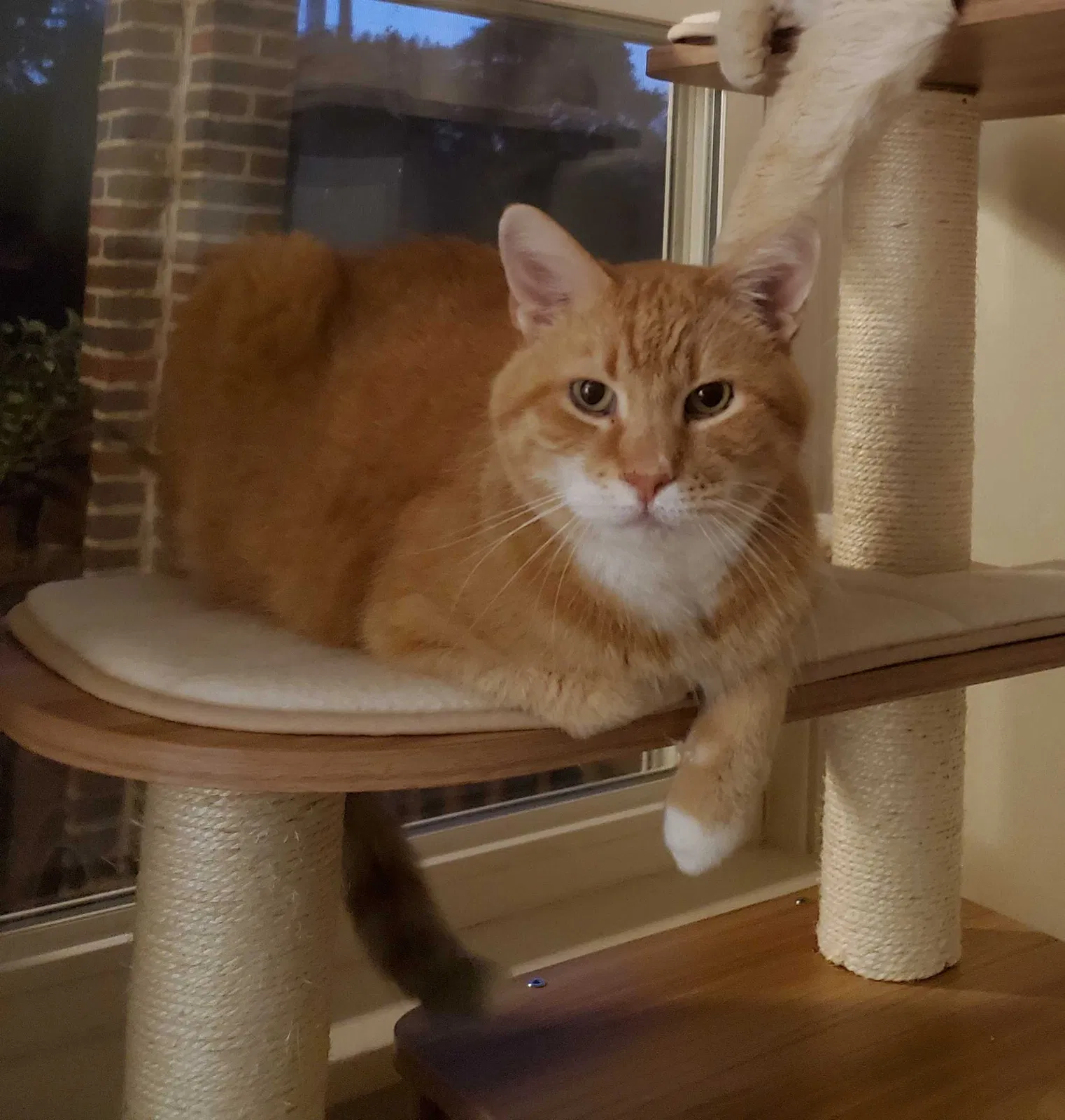 Lost cat in Pittsburgh, PA, 15227