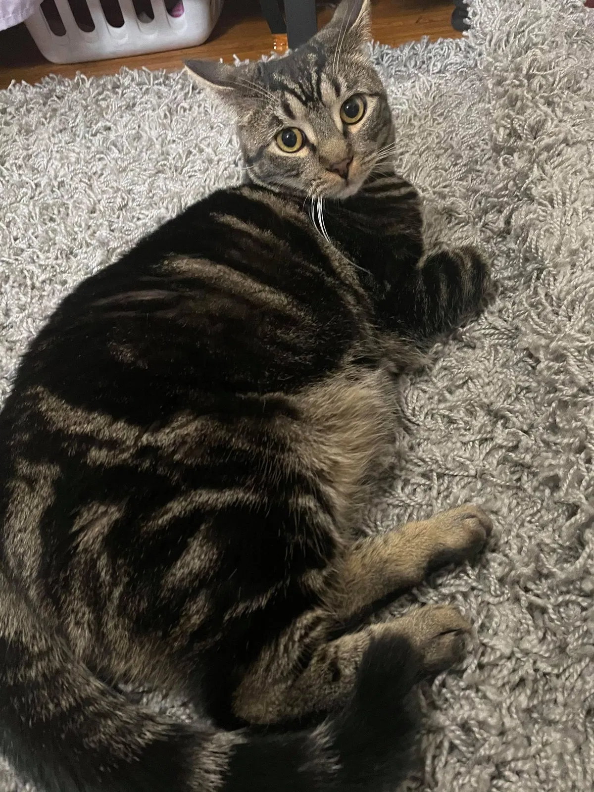 Lost cat in Rochester, NY, 14607