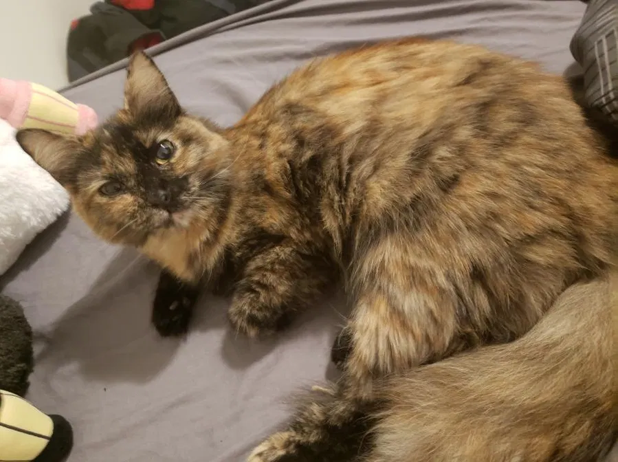 Lost cat in Jacksonville, FL, 32223