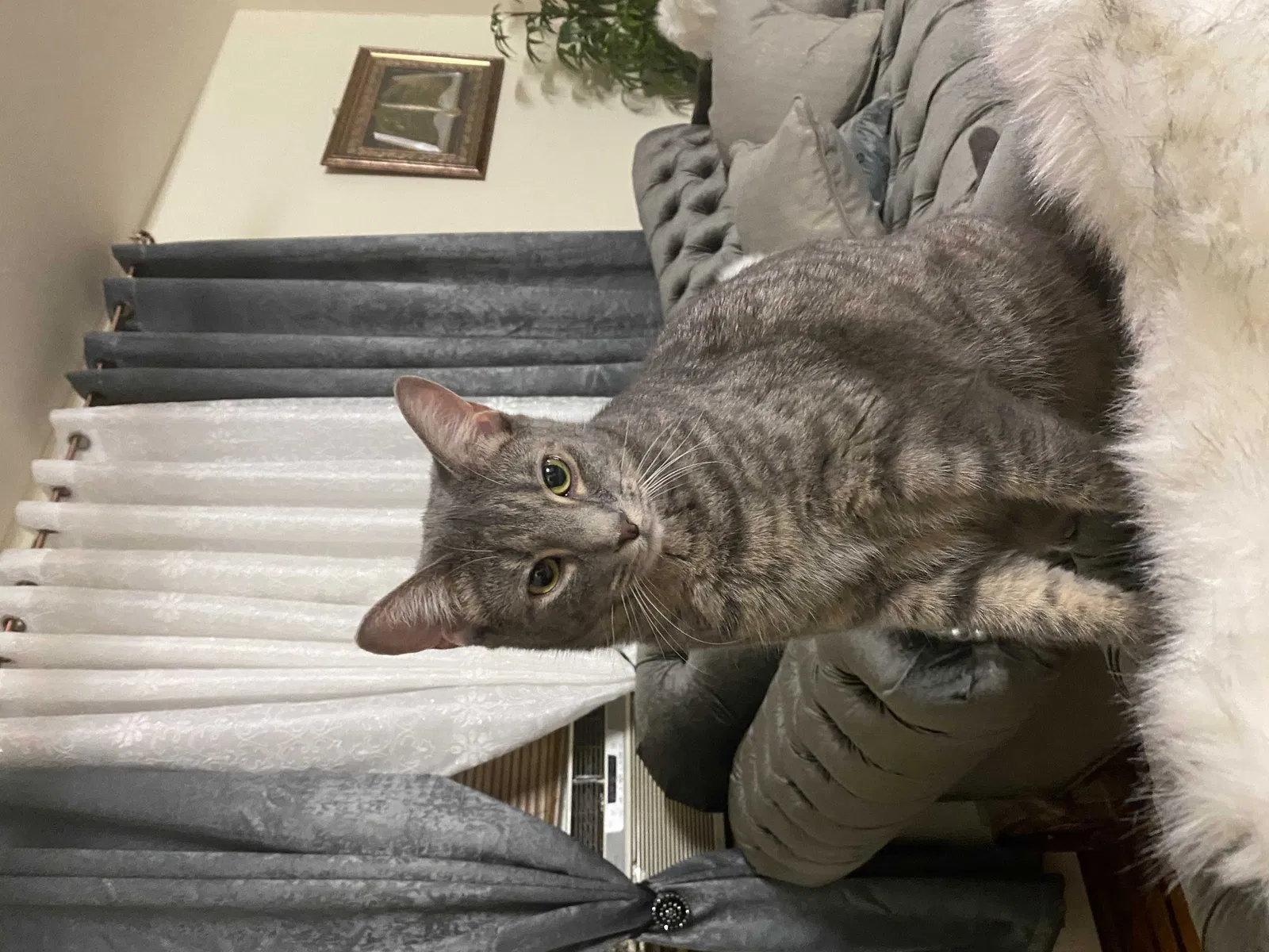 Lost cat in Jersey City, NJ, 7304