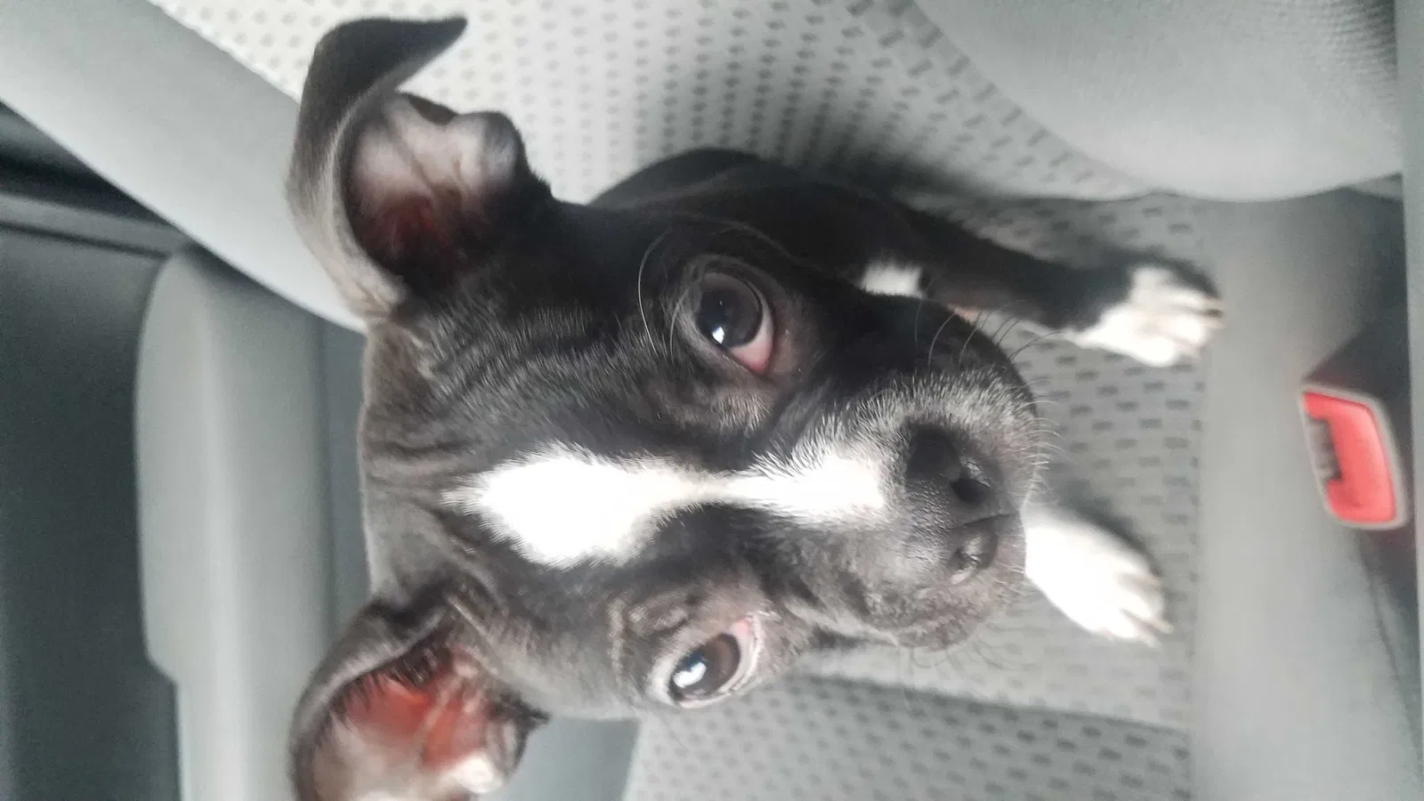 Lost dog in Machesney Park, IL, 61115