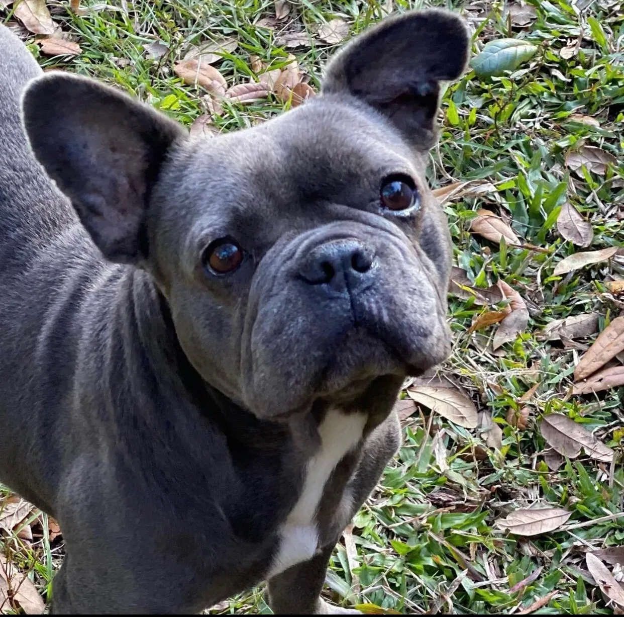 Lost dog in Lakeland, FL, 33809