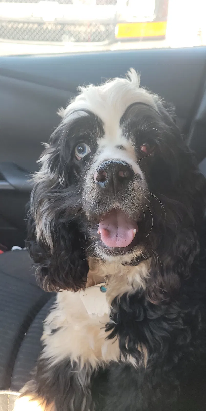 Lost dog in Jemez Pueblo, NM, 87024