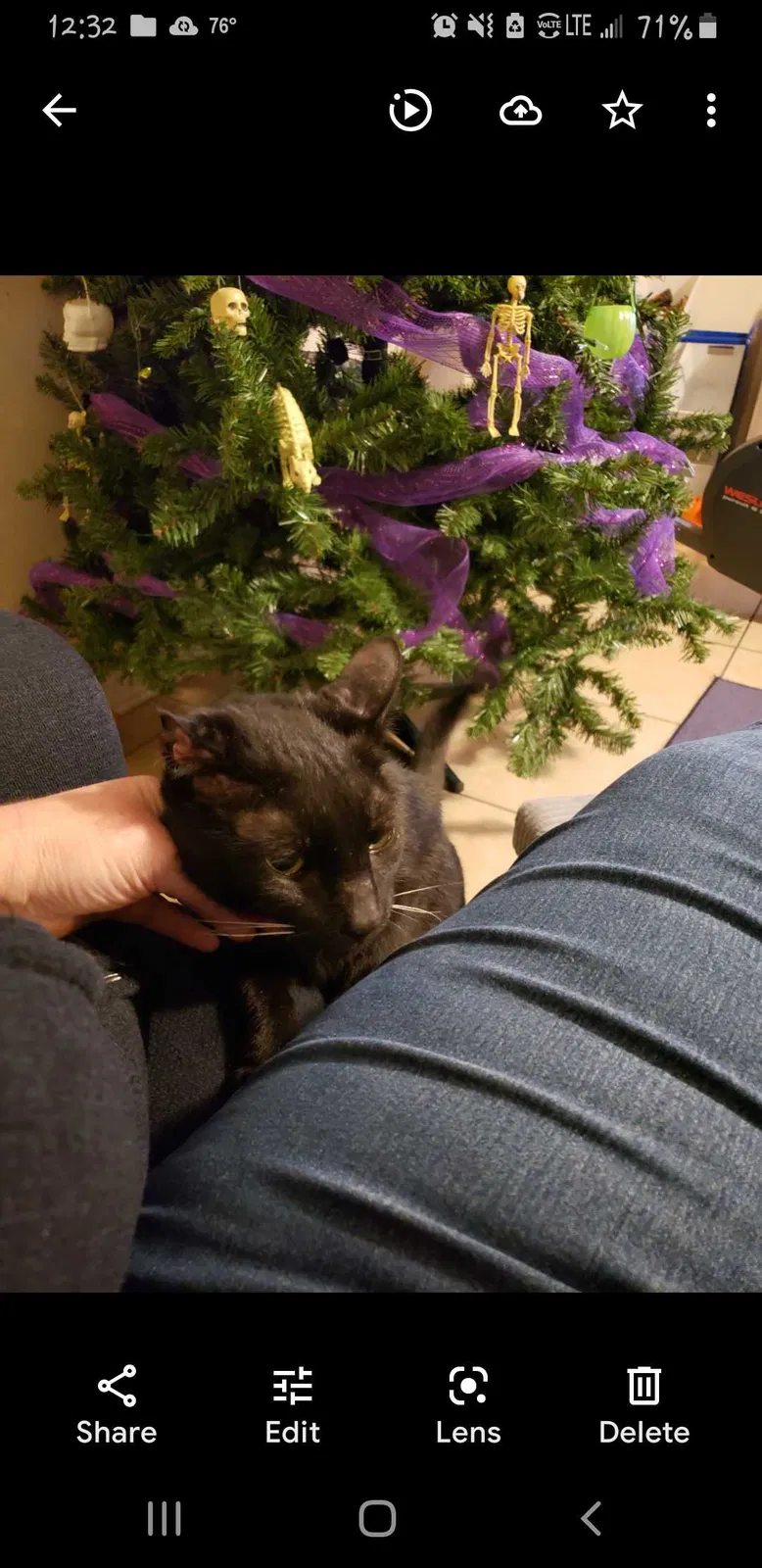 Lost cat in Winter Haven, FL, 33880