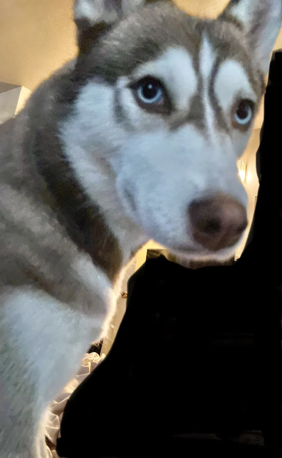 Lost dog in Tucson, AZ, 85713