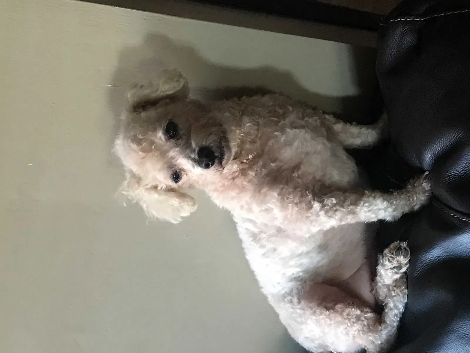 Lost dog in Little Rock, AR, 72204