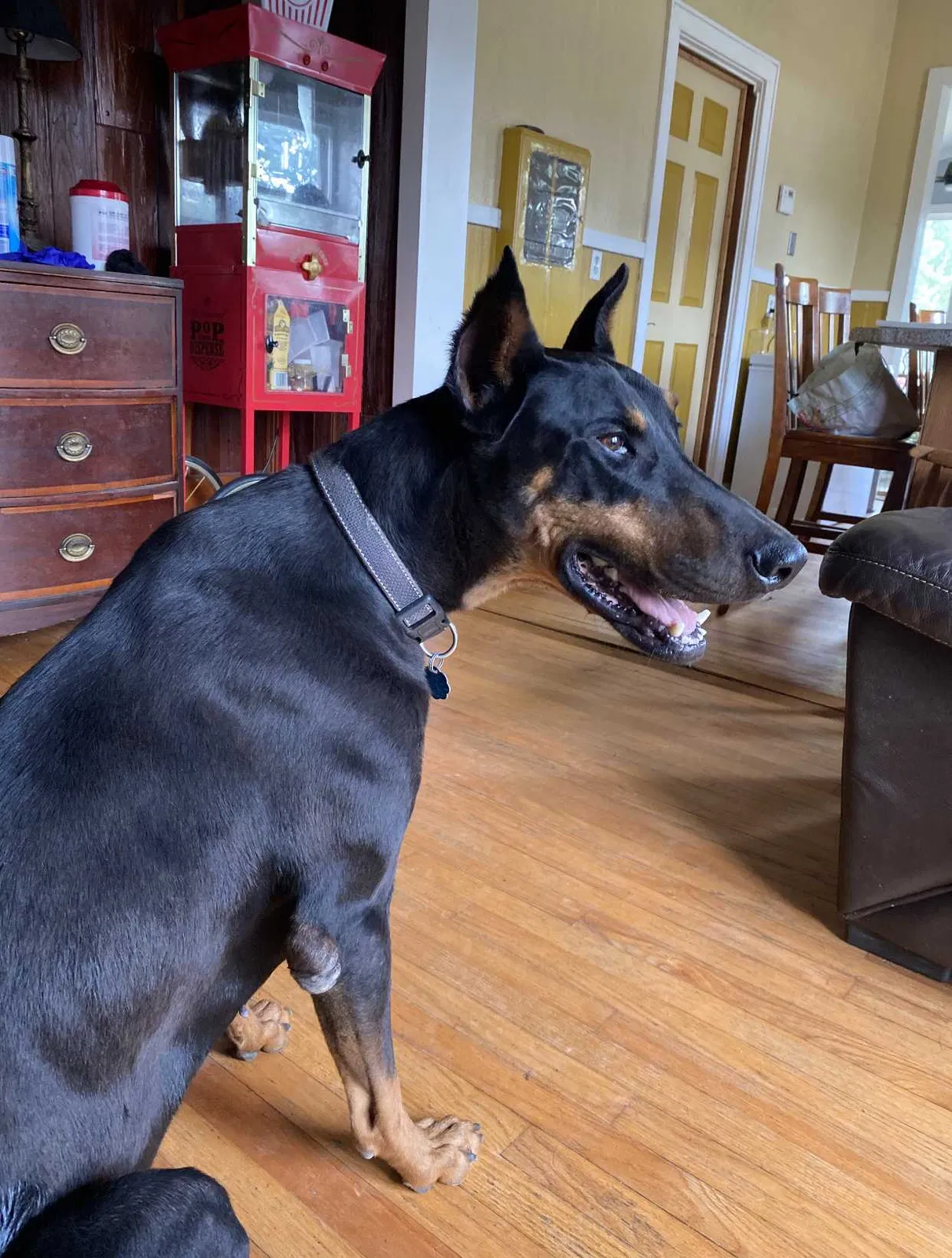 Lost dog in Little Rock, AR, 72204