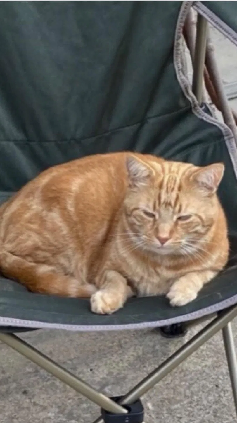 Lost cat in Monaca, PA, 15061