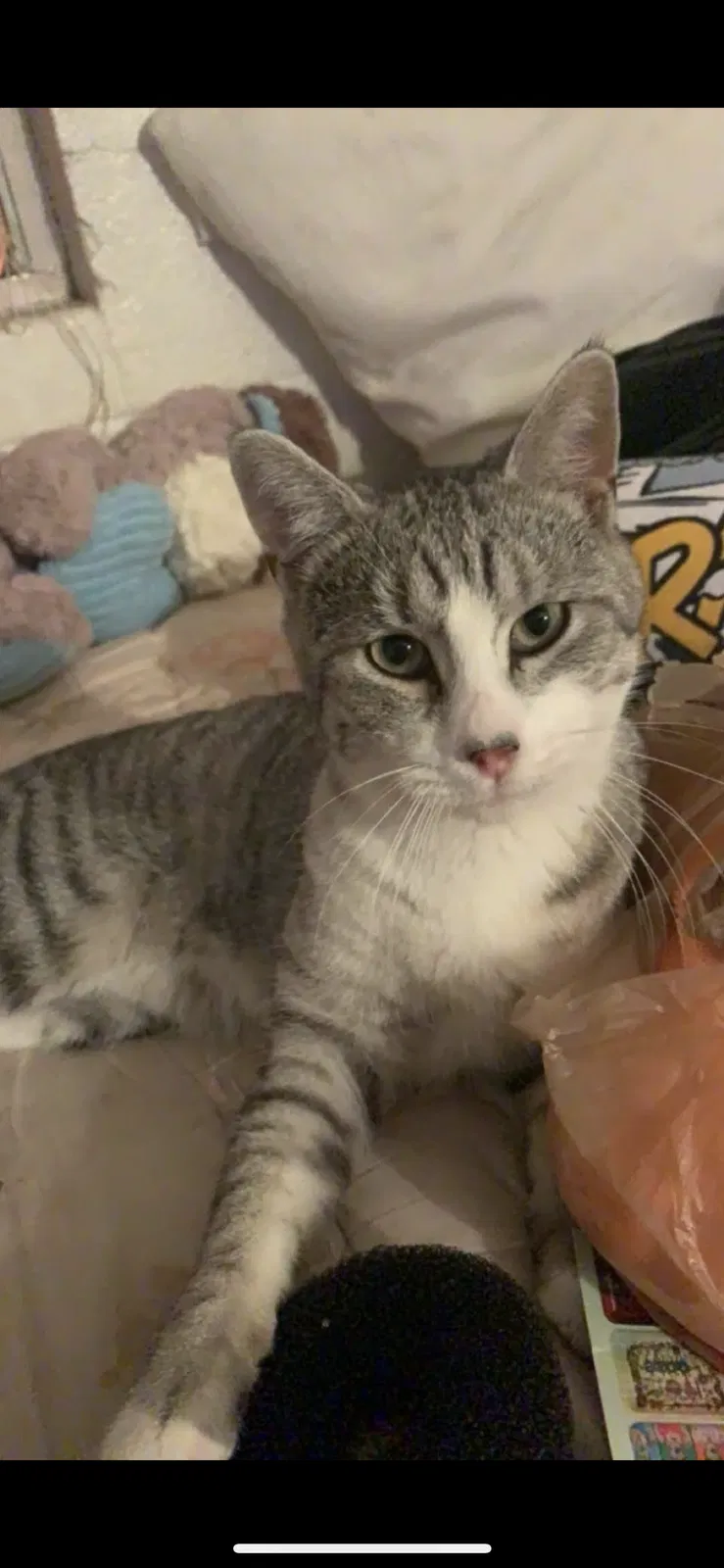 Lost cat in Las Vegas, NV, 89104