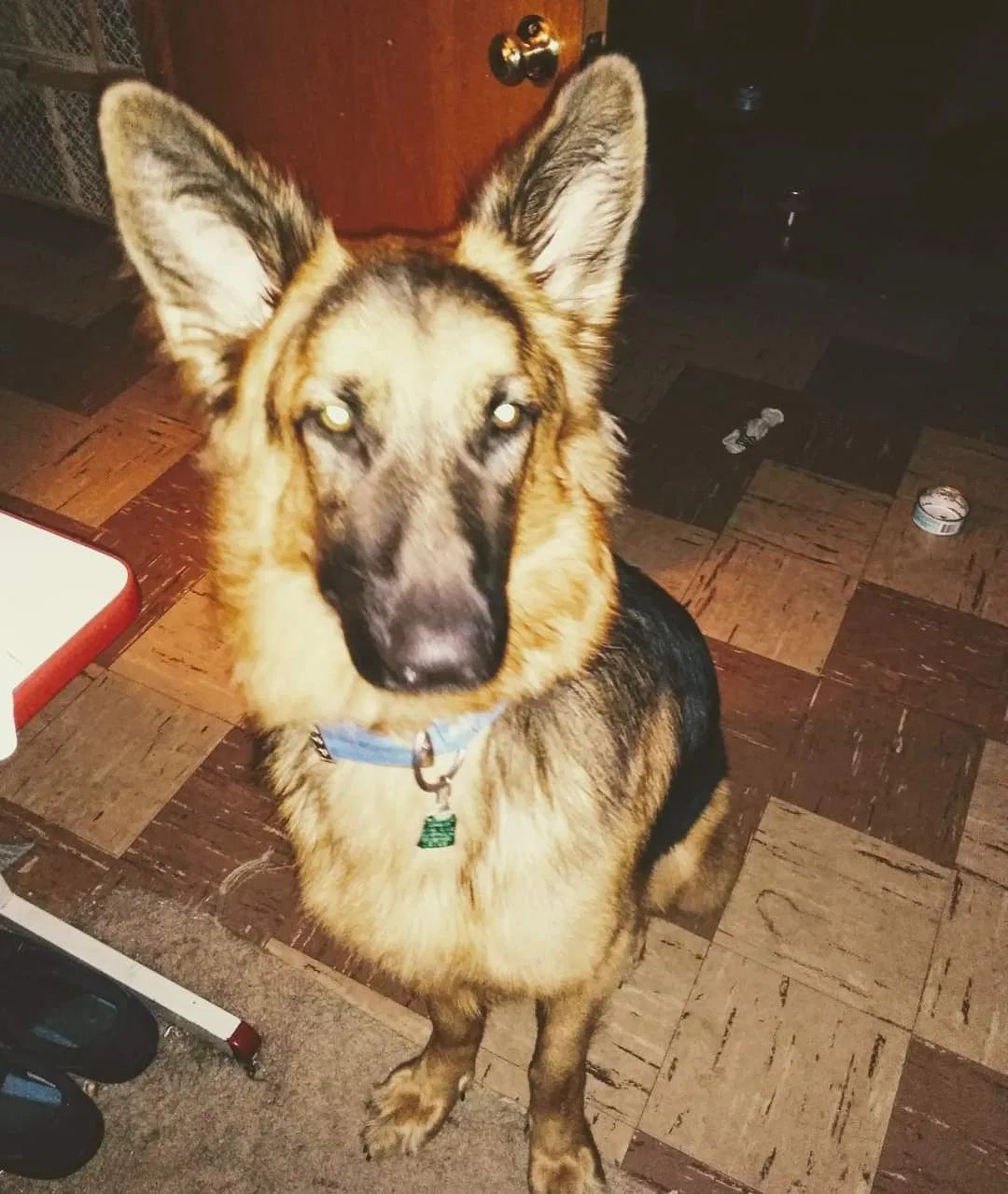 Lost dog in Cleveland, OH, 44130