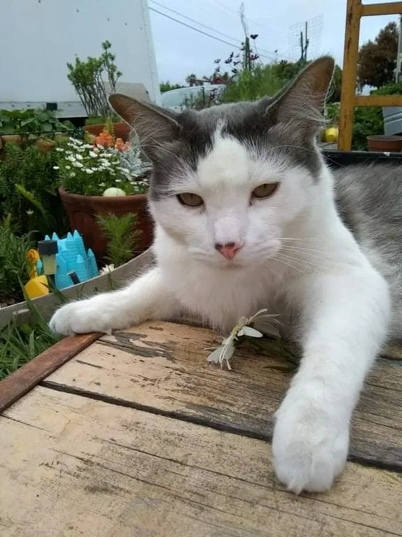 Lost cat in Imperial Beach, CA, 91932