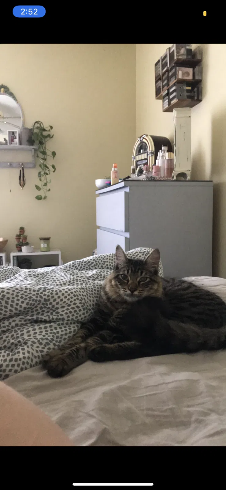 Lost cat in Auburn, AL, 36832