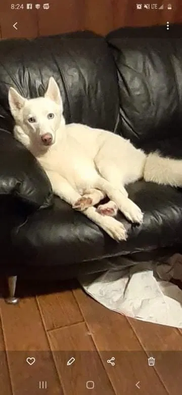 Lost dog in Hamilton, OH, 45011