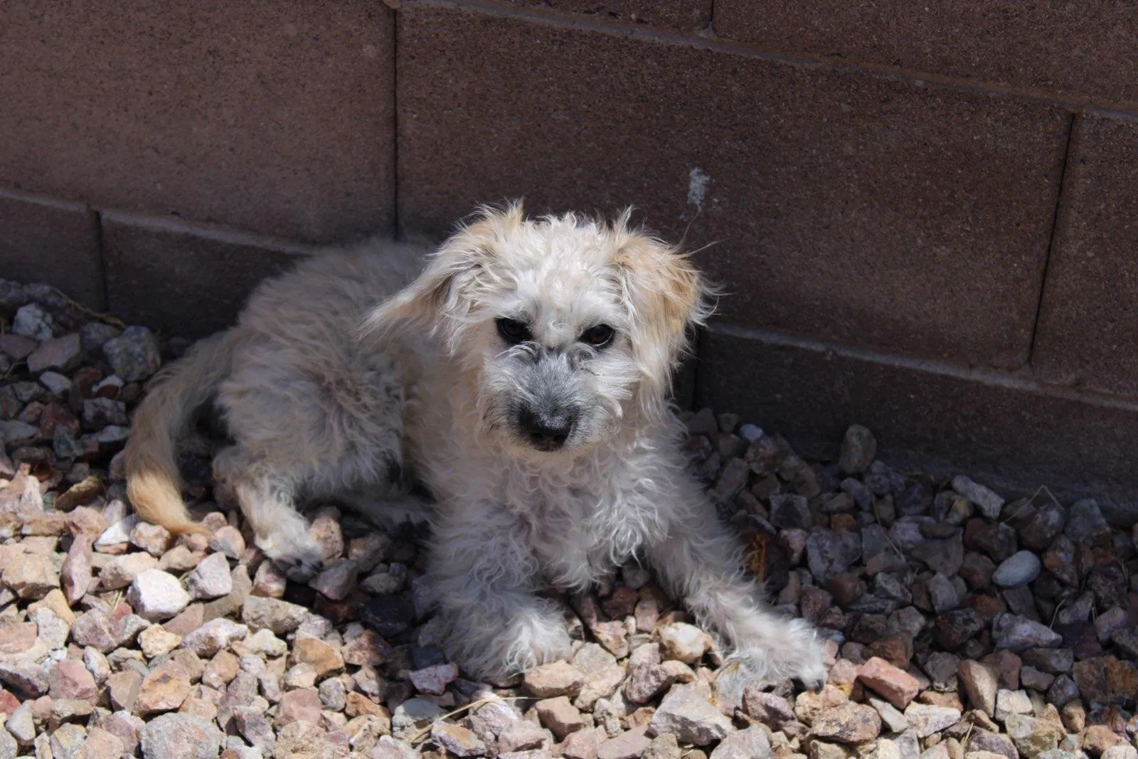 Lost dog in Las Vegas, NV, 89142