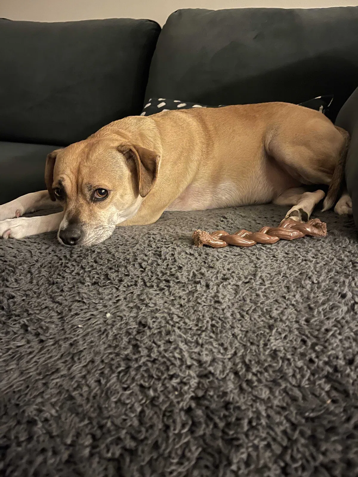 Lost dog in Seattle, WA, 98102