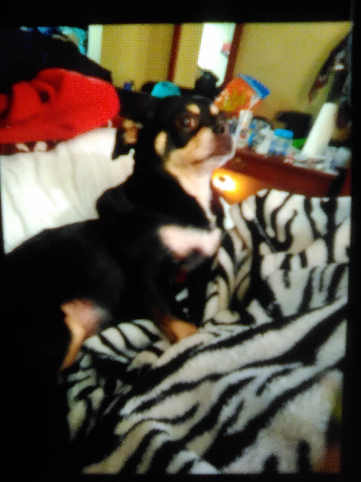 Lost dog in El Cajon, CA, 92020