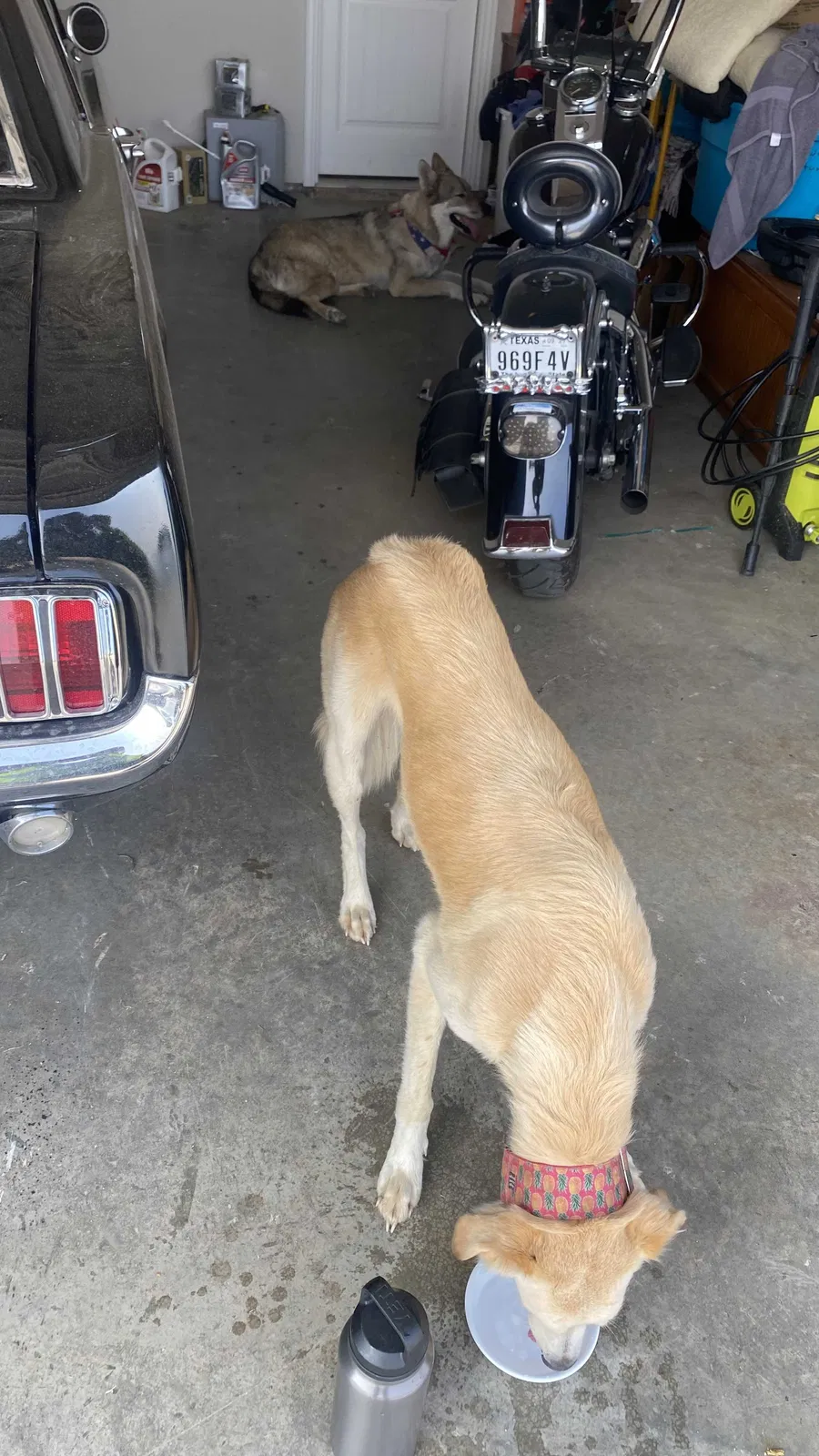 Found dog in Paradise, TX, 76073