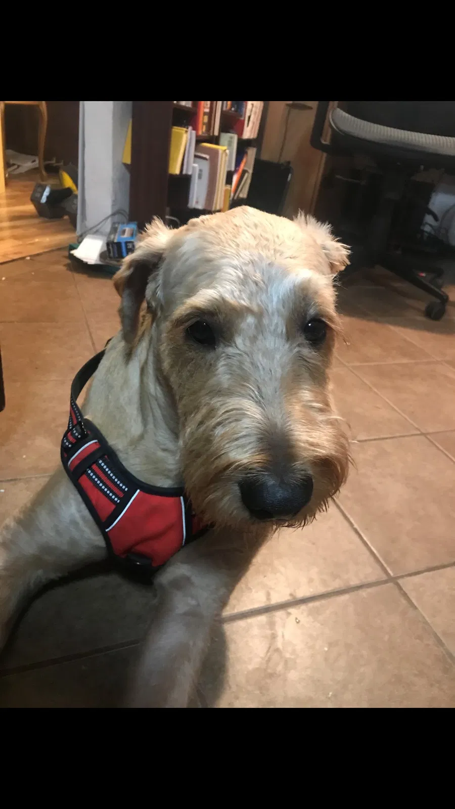 Lost dog in Oklahoma City, OK, 73159