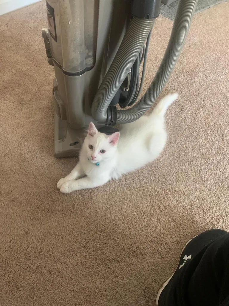 Lost cat in Charlotte, NC, 28273