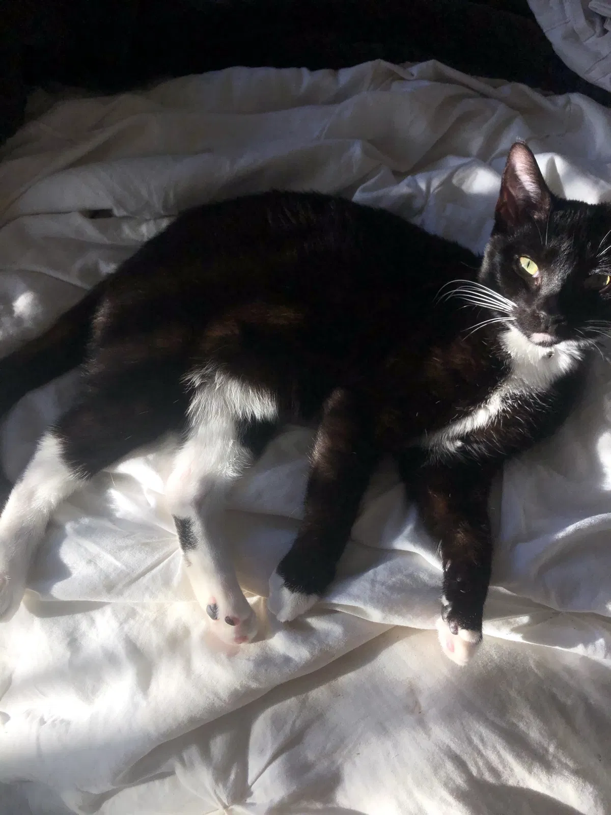 Found cat in Tustin, CA, 92782