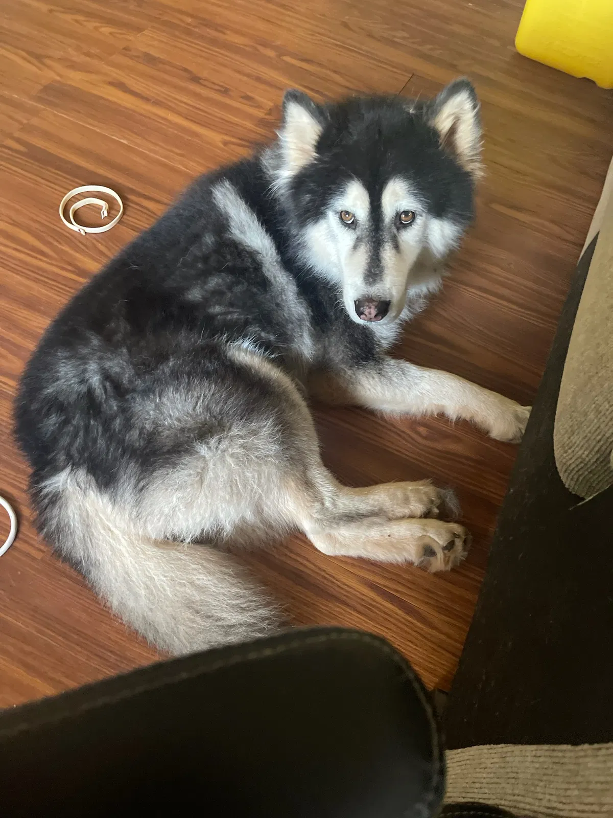 Missing Dog