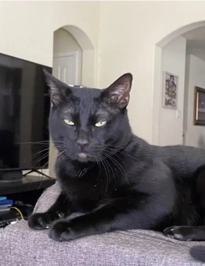 Lost cat in Katy, TX, 77449
