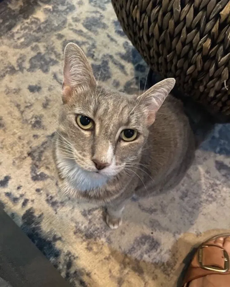 Lost cat in Pasadena, CA, 91107
