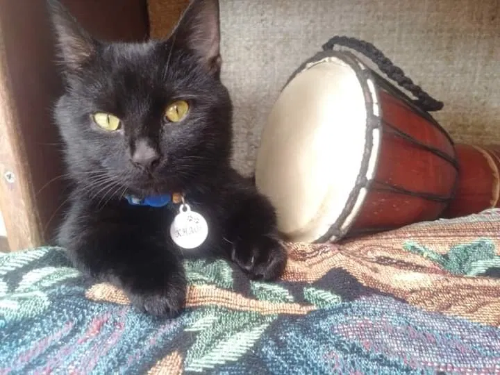 Lost cat in Homestead, FL, 33030