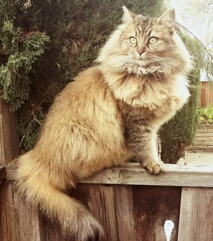 Lost cat in Campbell, CA, 95008